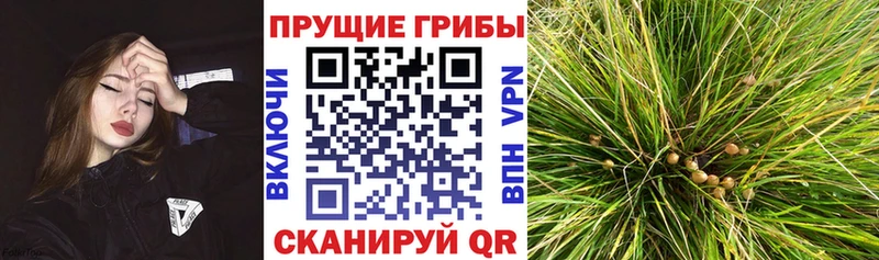 Галлюциногенные грибы Magic Shrooms  Иннополис 